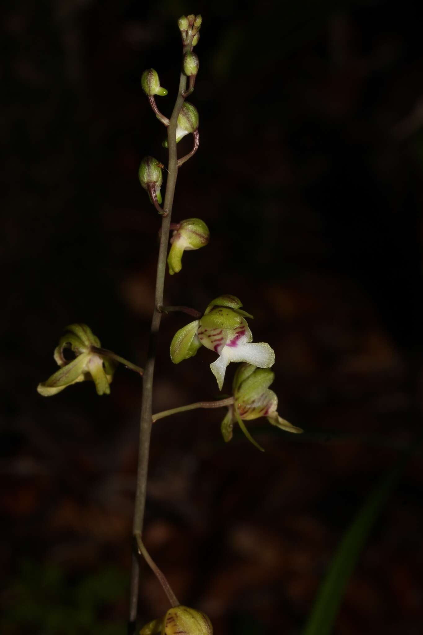 Oeceoclades sclerophylla (Rchb. fil.) Garay & P. Taylor resmi