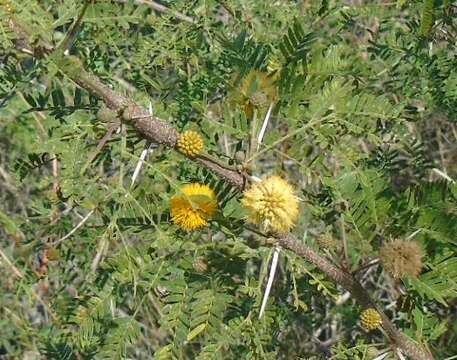 Слика од Vachellia farnesiana (L.) Wight & Arn.