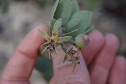 Слика од Arctostaphylos auriculata Eastw.