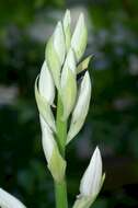 Image of Swamp orchid