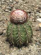 Image of Melocactus harlowii (Britton & Rose) Vaupel