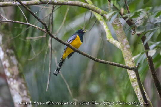 Trogon rufus chrysochloros Pelzeln 1856的圖片