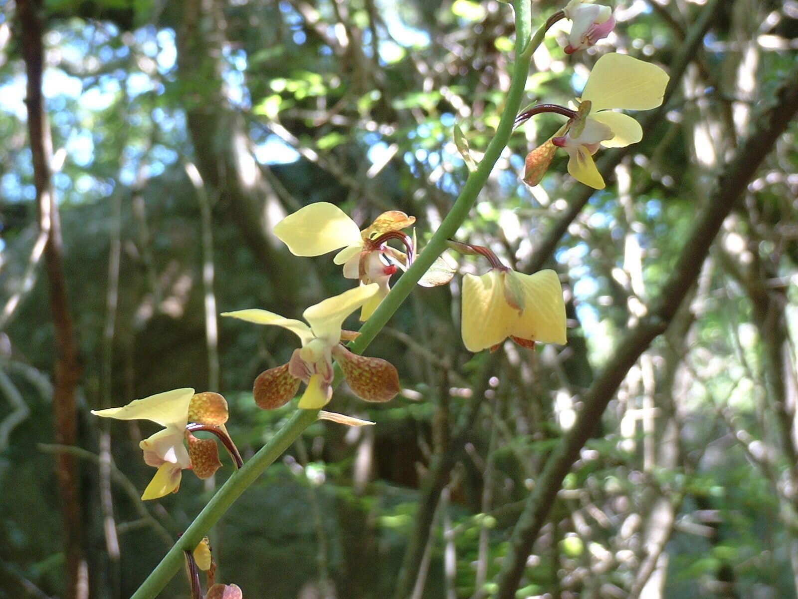 Plancia ëd Eulophia streptopetala Lindl.