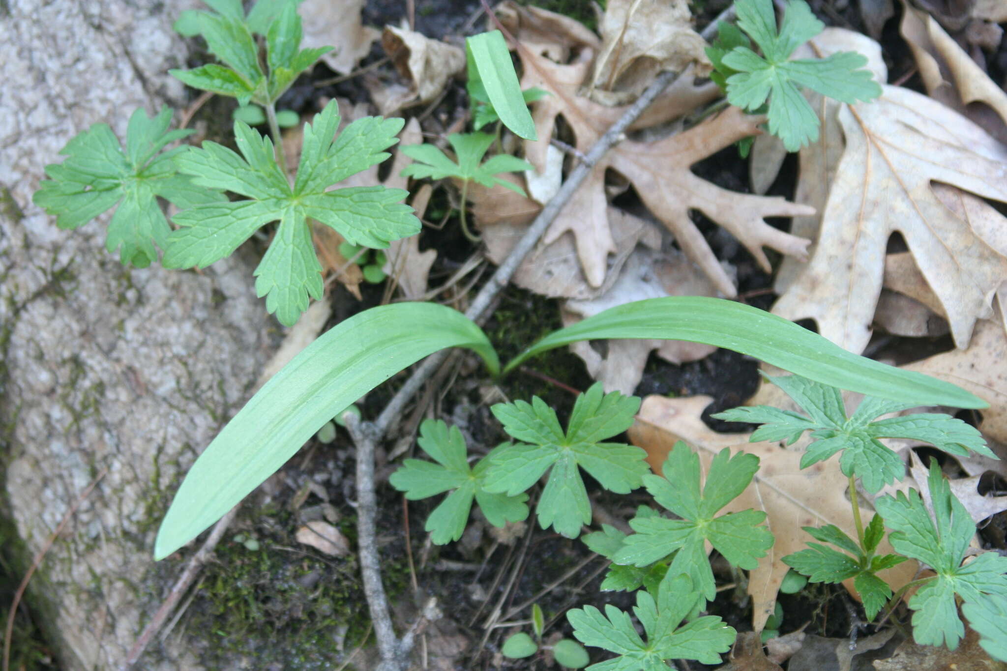 Image of narrowleaf wild leek