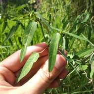 Слика од Euphorbia lacera Boiss.