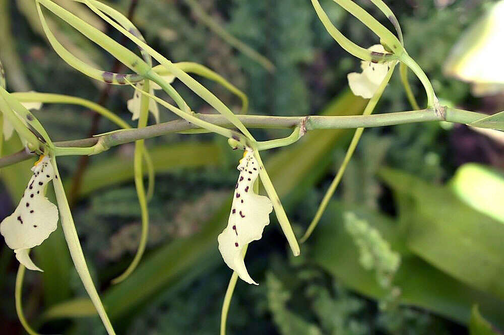 Image of Spotted Spider Orchid