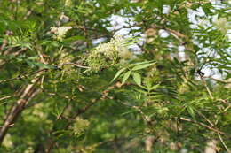 Image of Sambucus racemosa subsp. sieboldiana (Bl. ex Miq.) Hara