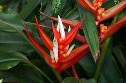 Image of Heliconia angusta Vell.