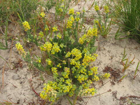 Image of Aspalathus heterophylla L. fil.