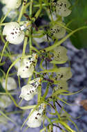 Image of Brassia gireoudiana Rchb. fil. & Warsz.