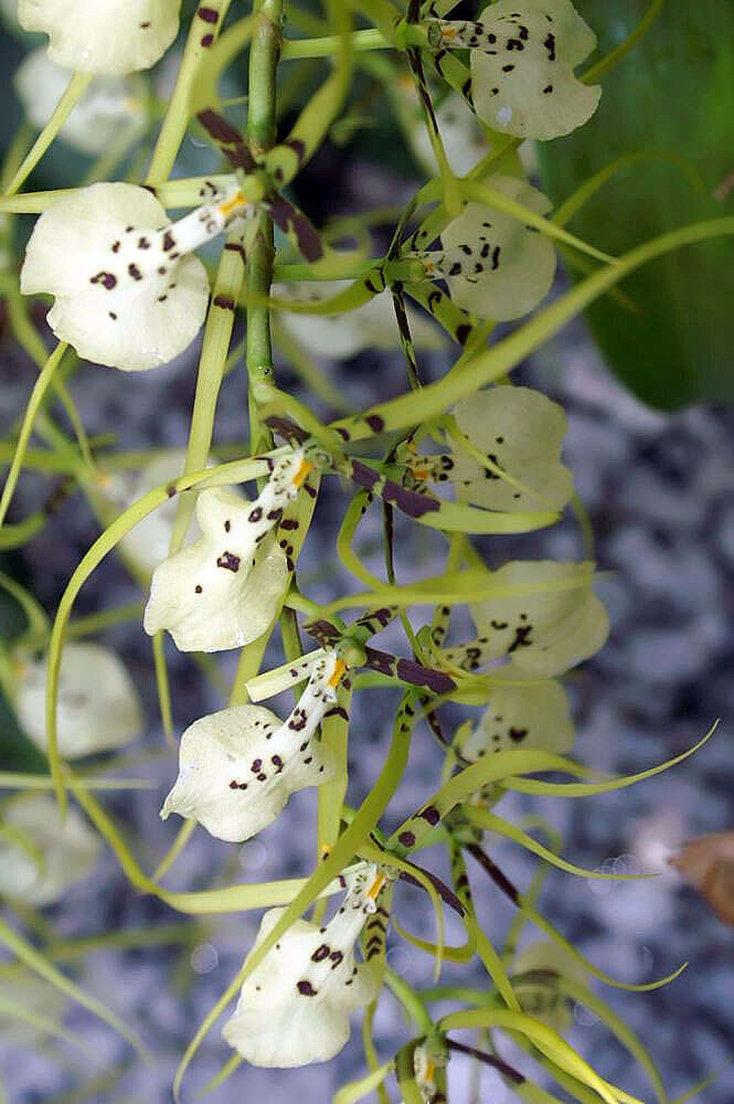 Image of Brassia gireoudiana Rchb. fil. & Warsz.