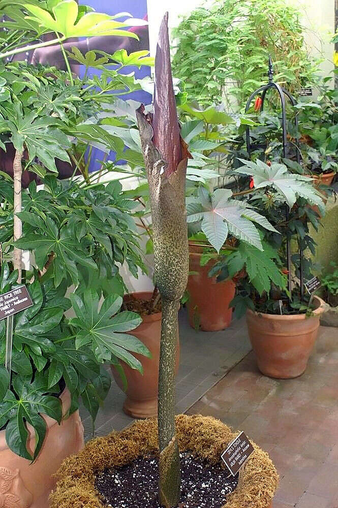 Amorphophallus konjac K. Koch resmi