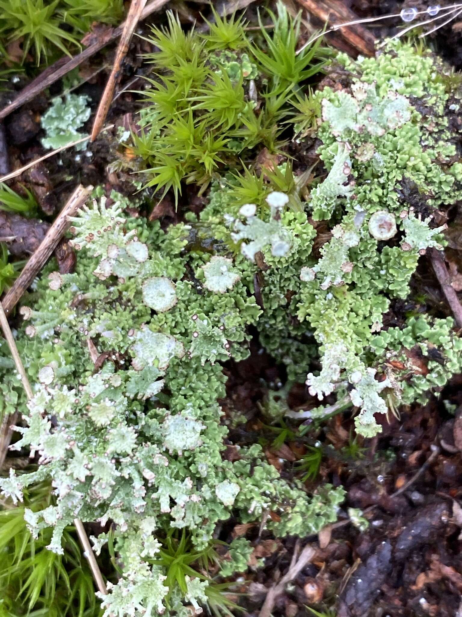 Plancia ëd Cladonia ramulosa (With.) J. R. Laundon