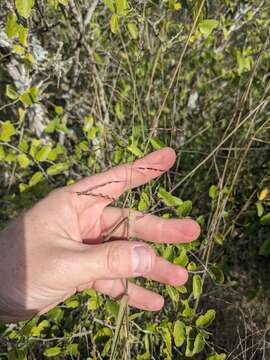 Image of lovegrass tridens