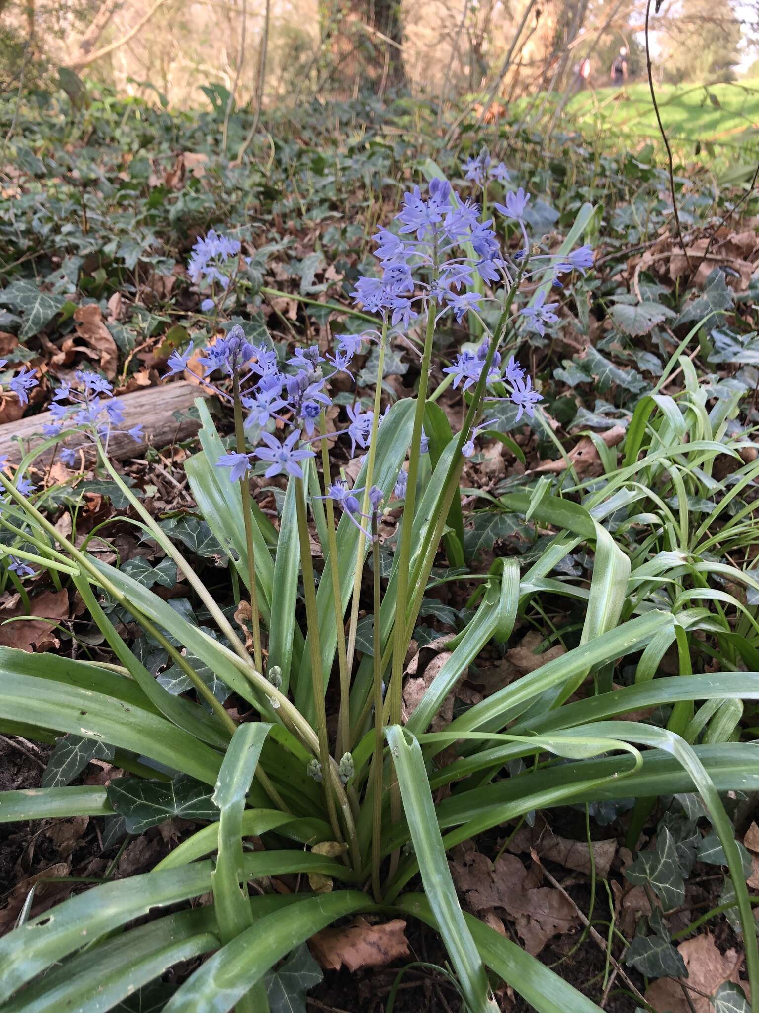 Image of Scilla bithynica Boiss.