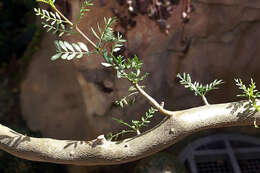 Image of elephant tree