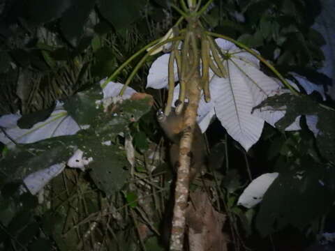 Image of Colombian Night Monkey