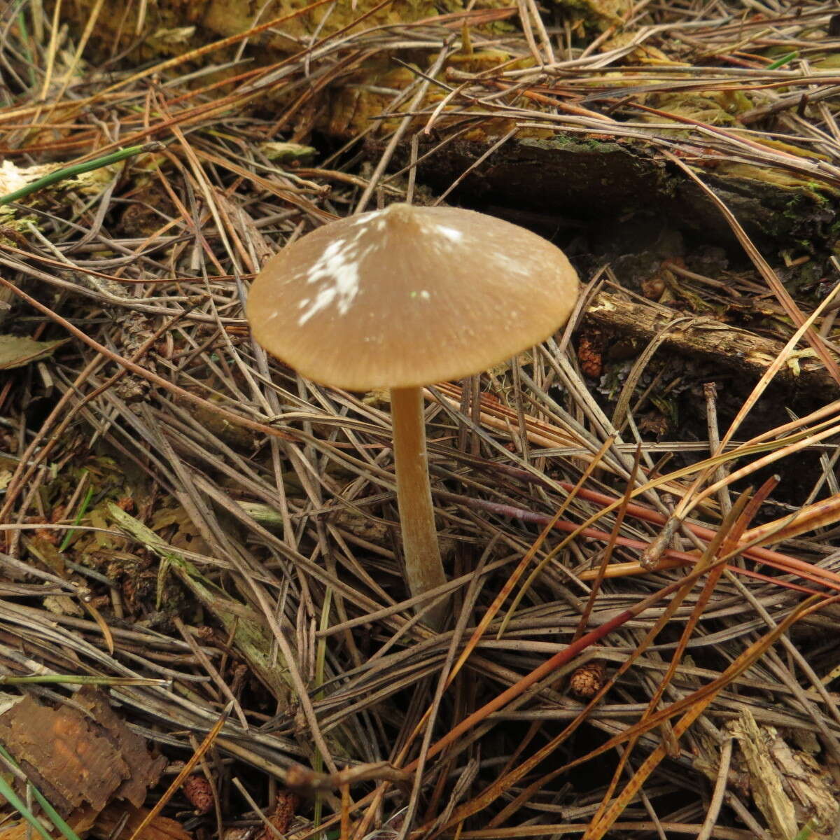 صورة Entoloma cuneatum (Bres.) M. M. Moser 1978