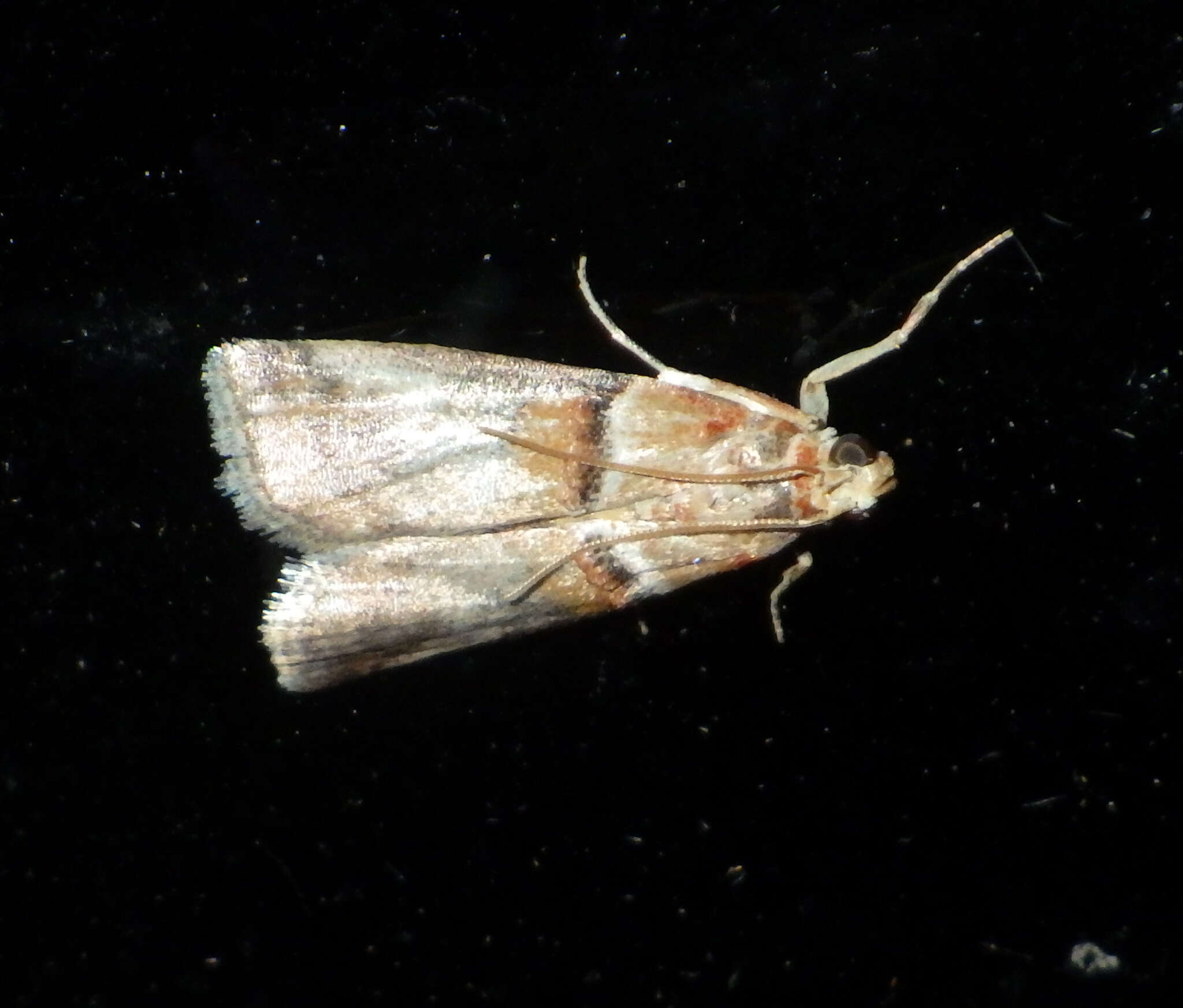 Image of Acrobasis tumidana Schiffermüller 1775