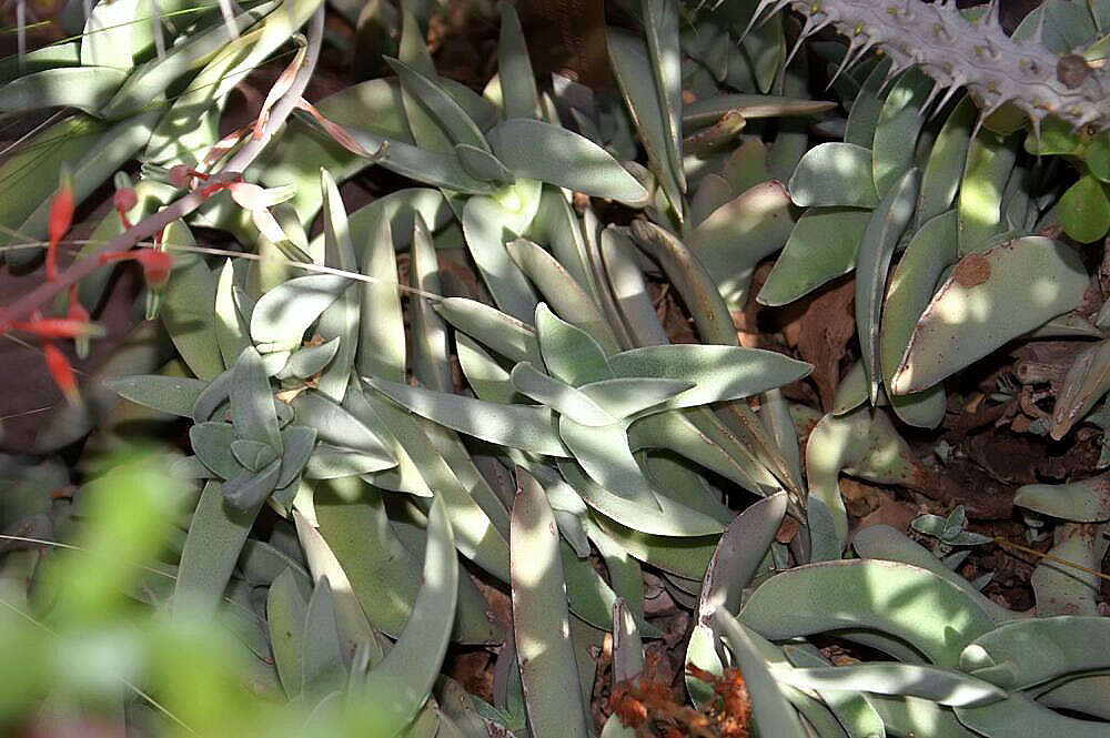 Image of Crassula perfoliata var. minor (Haw.) Rowley