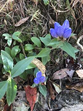 Image of bottle gentian