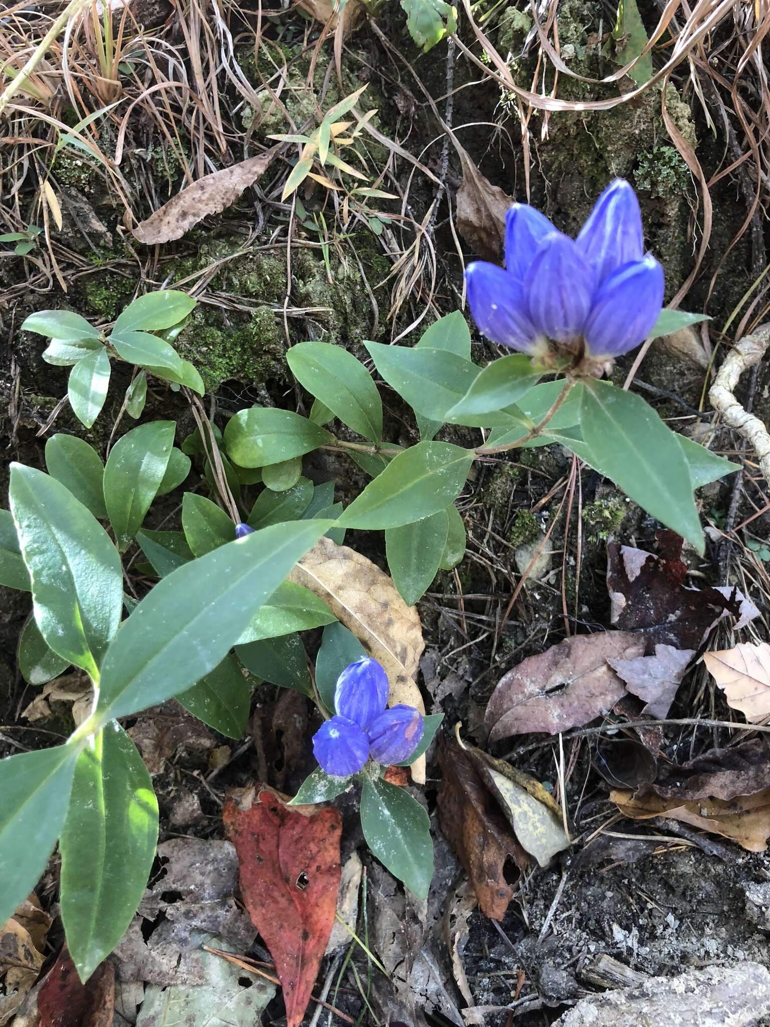 صورة Gentiana clausa Raf.