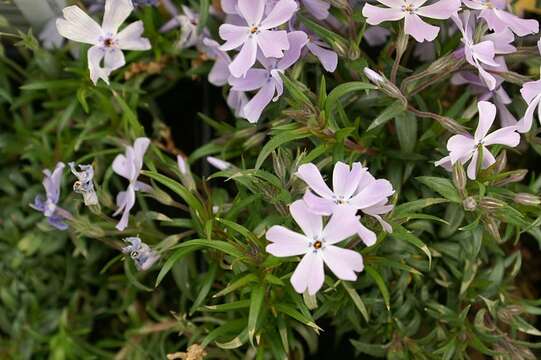 Image of moss phlox