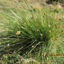Image of Carex hypoleucos É. Desv.