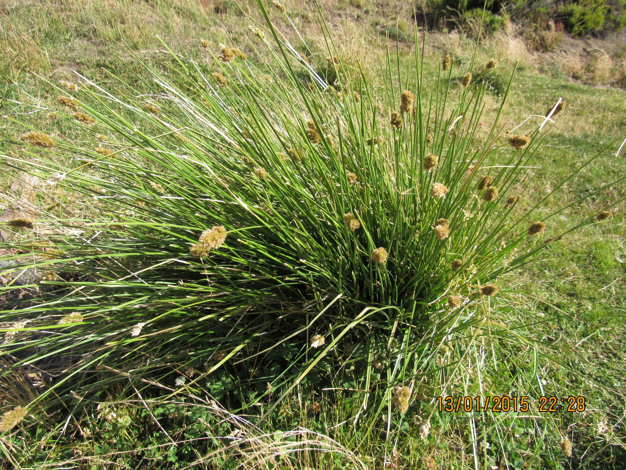 Image of Carex hypoleucos É. Desv.