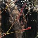 صورة Drosera camporupestris Rivadavia