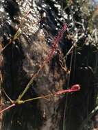 صورة Drosera camporupestris Rivadavia