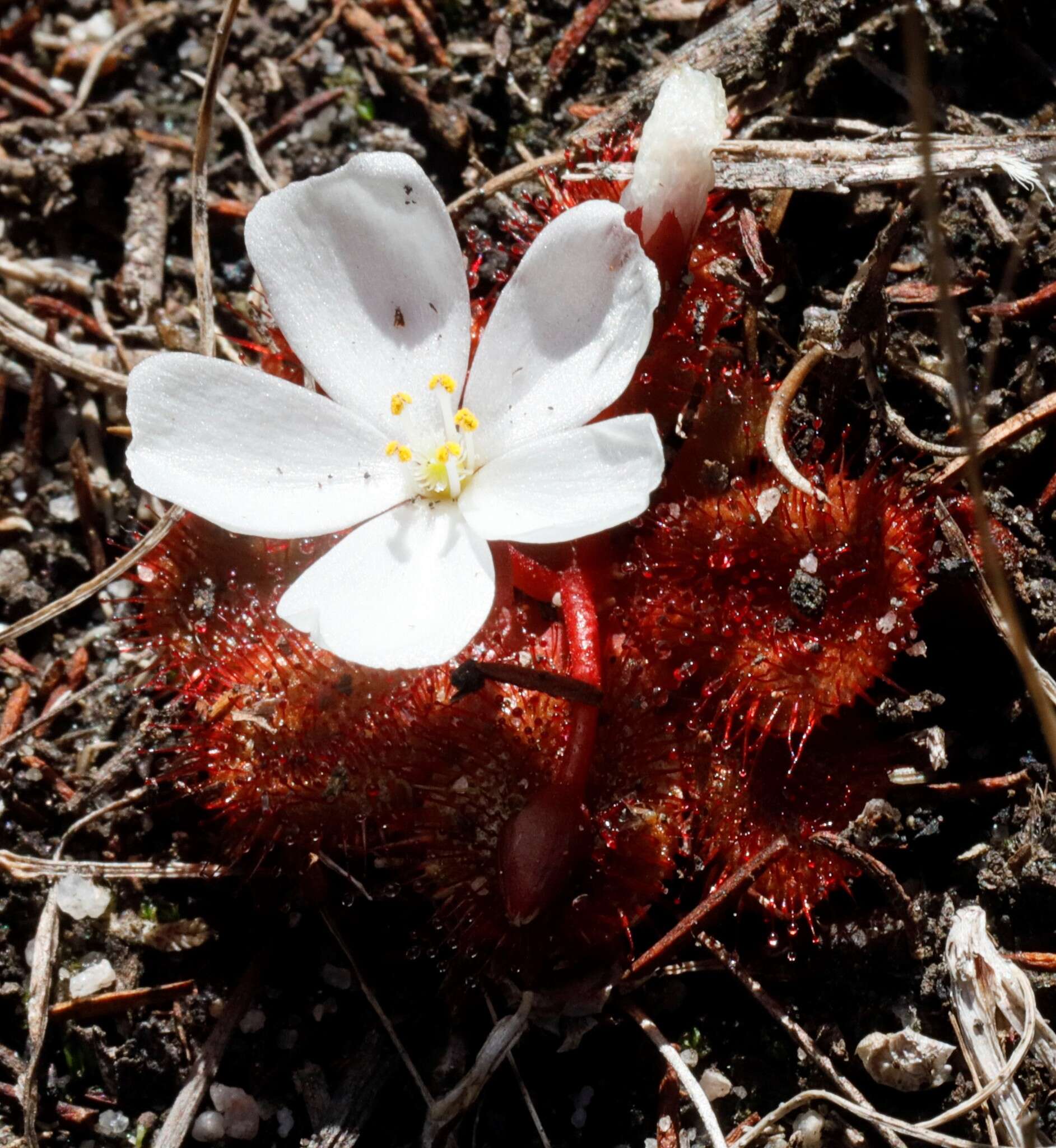 Image of Drosera rosulata Lehm.