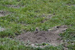 Image of Black-lipped Pika