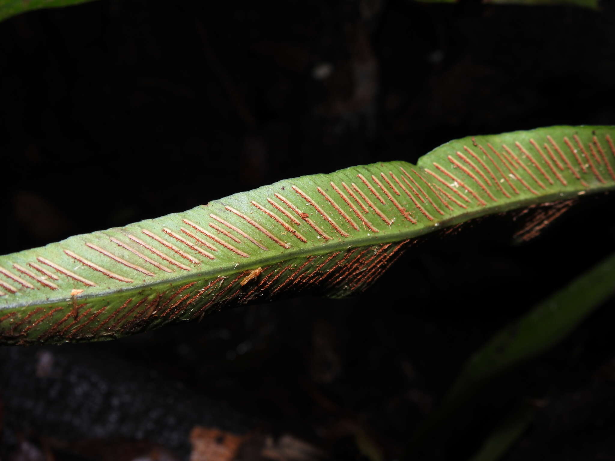 صورة Asplenium angustum Sw.