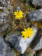 Image of harp dandelion