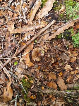 Image of Russula griseobrunnea McNabb 1973