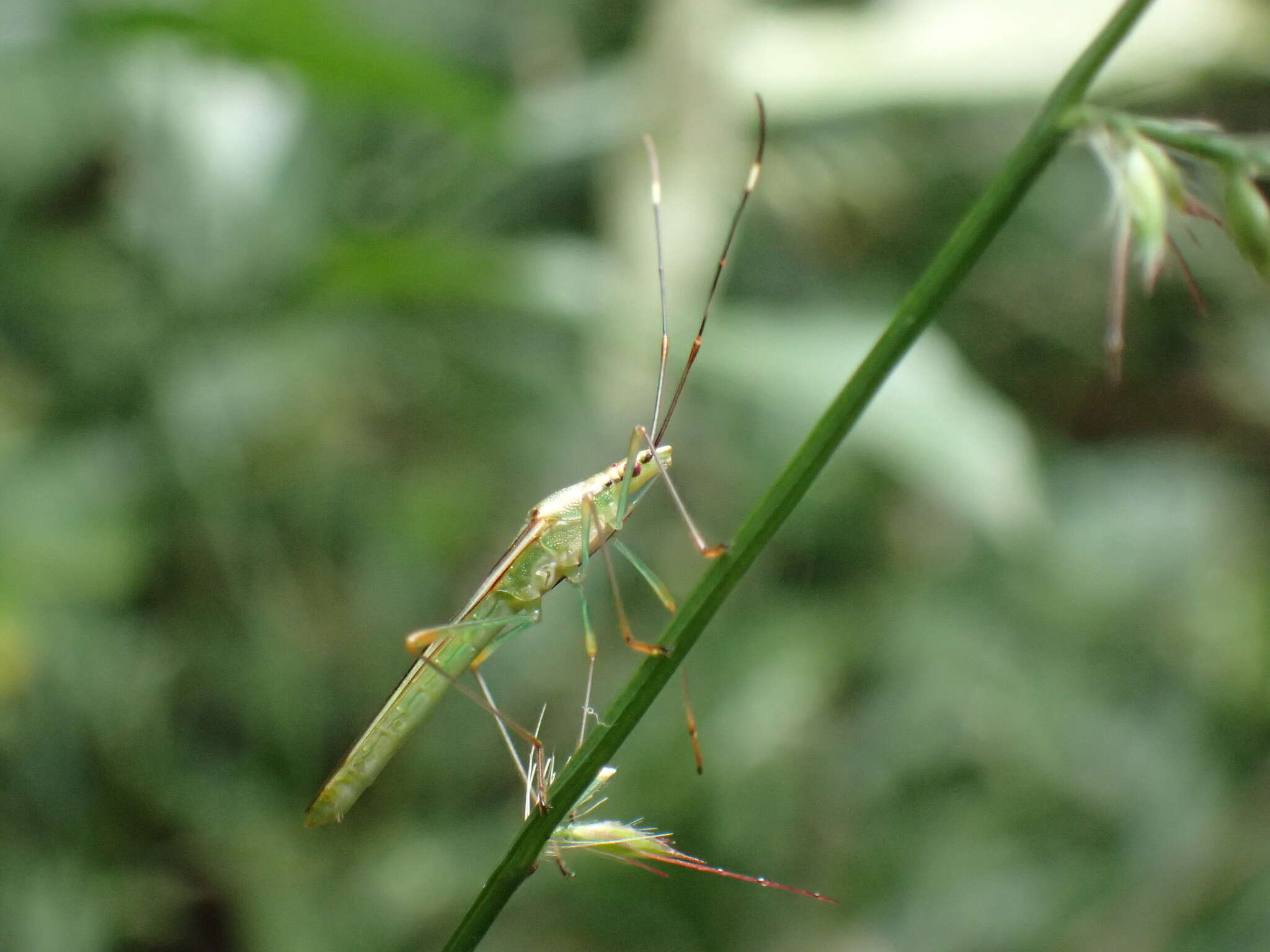 Image of Stenocoris (Stenocoris) apicalis (Westwood 1842)