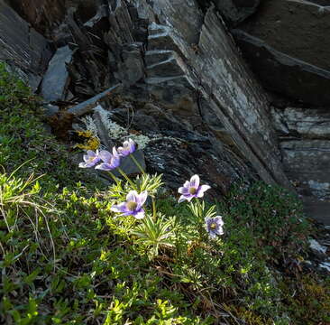 صورة Anemone multiceps (Greene) Standl.