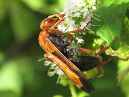 صورة Hemipepsis mauritanica (Linnaeus 1767)