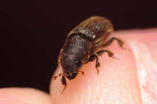 Image of Goldenhaired bark beetle