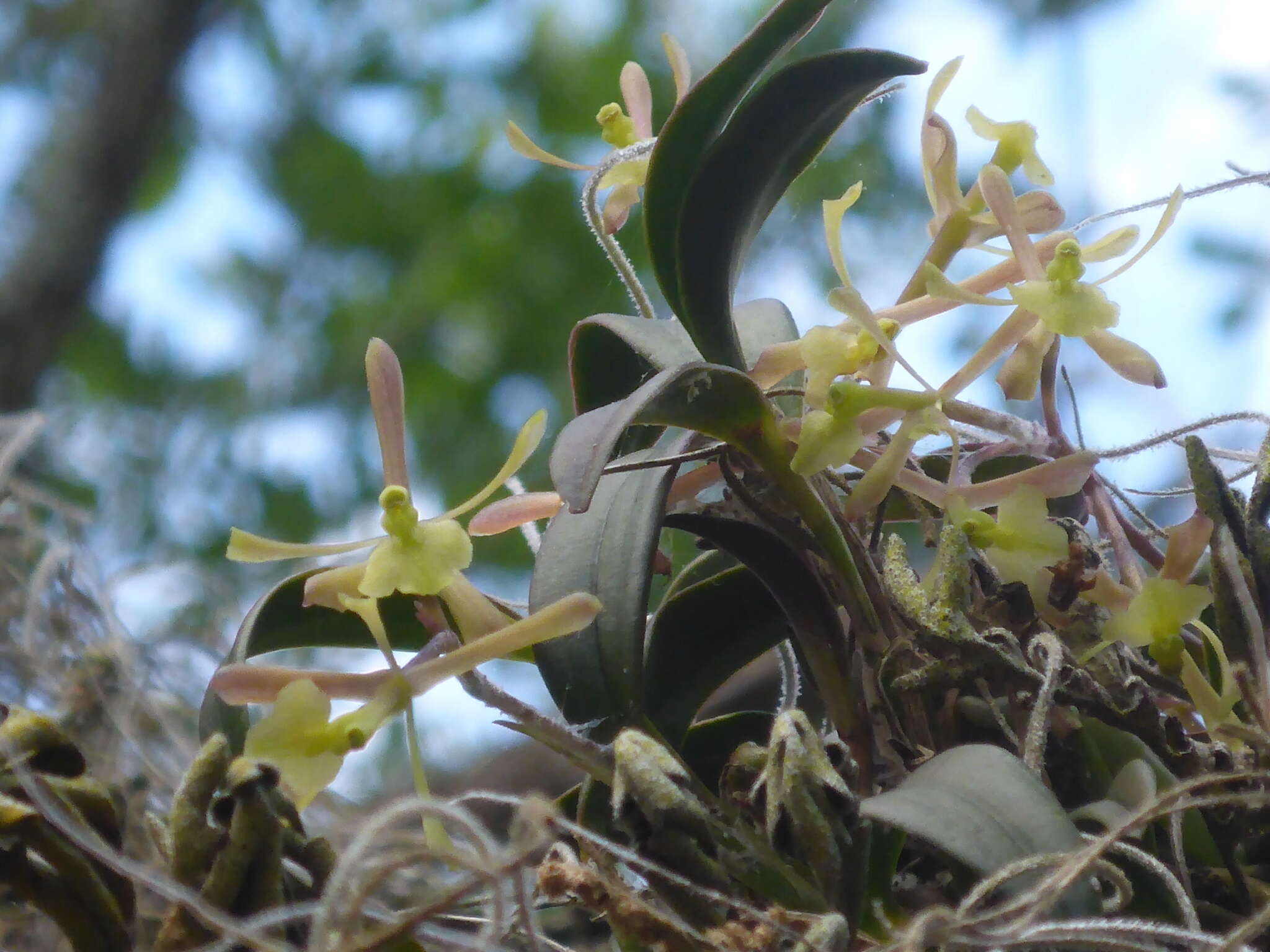 Image of green fly orchid