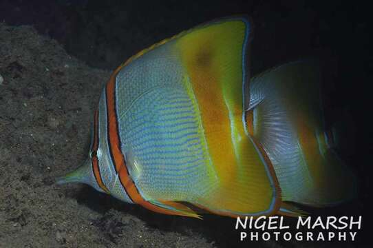 Image of Margined Coralfish