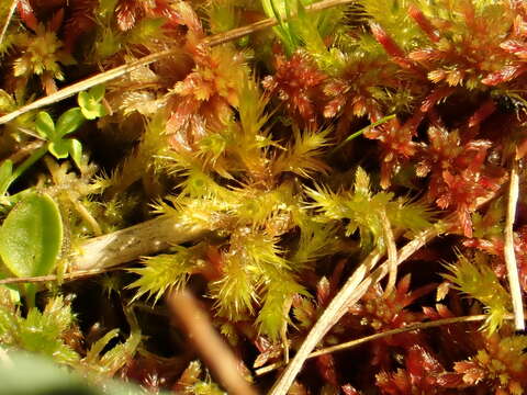 Image of tomentypnum moss