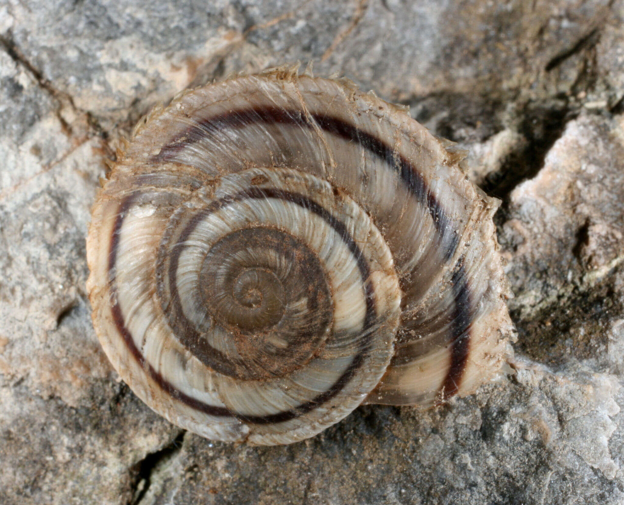 Image of Oreohelix concentrata (Dall 1895)