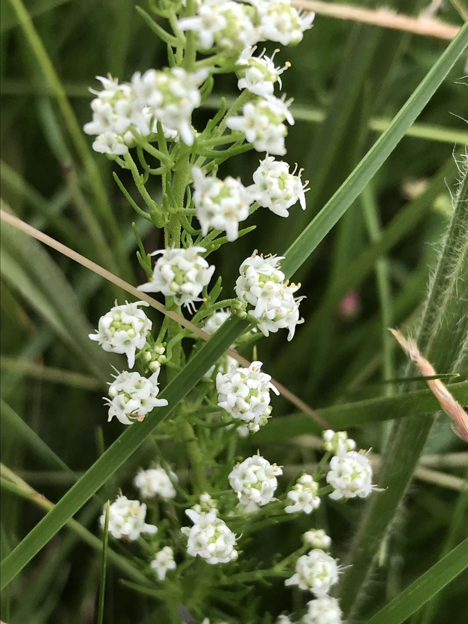 Image of Selago densiflora Rolfe ex Schinz