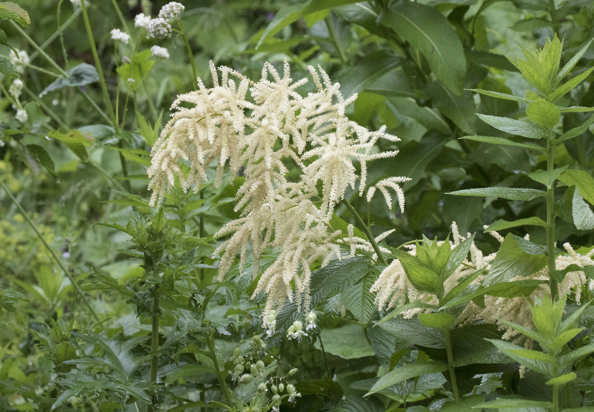 Image of bride's feathers