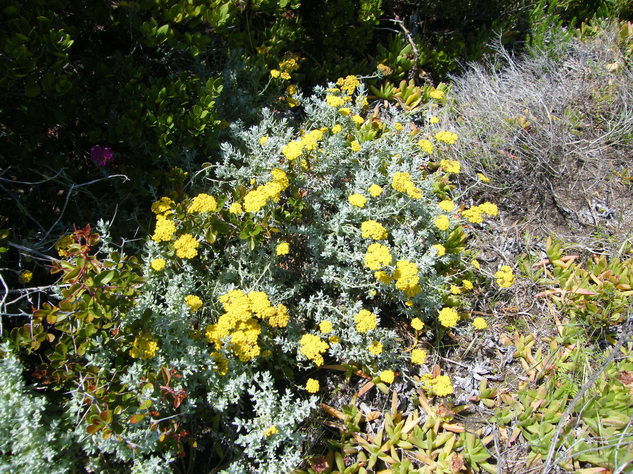 Imagem de Helichrysum dasyanthum (Willd.) Sw.