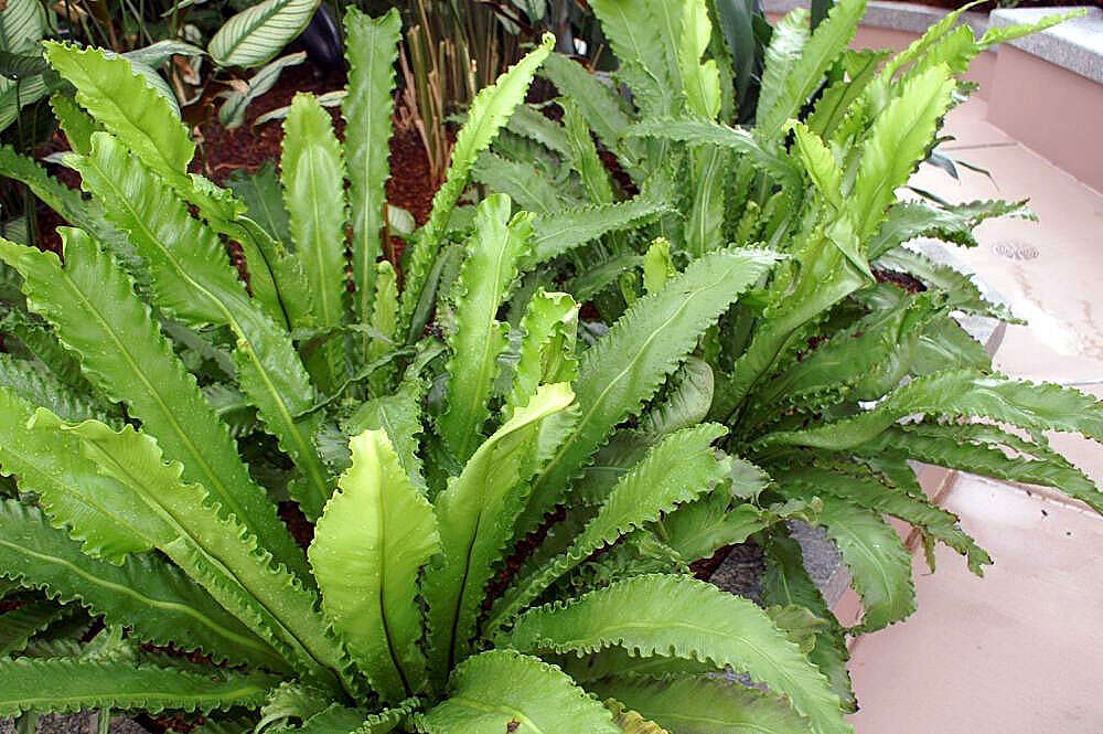 Слика од Asplenium nidus L.