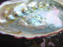 Image of red abalone