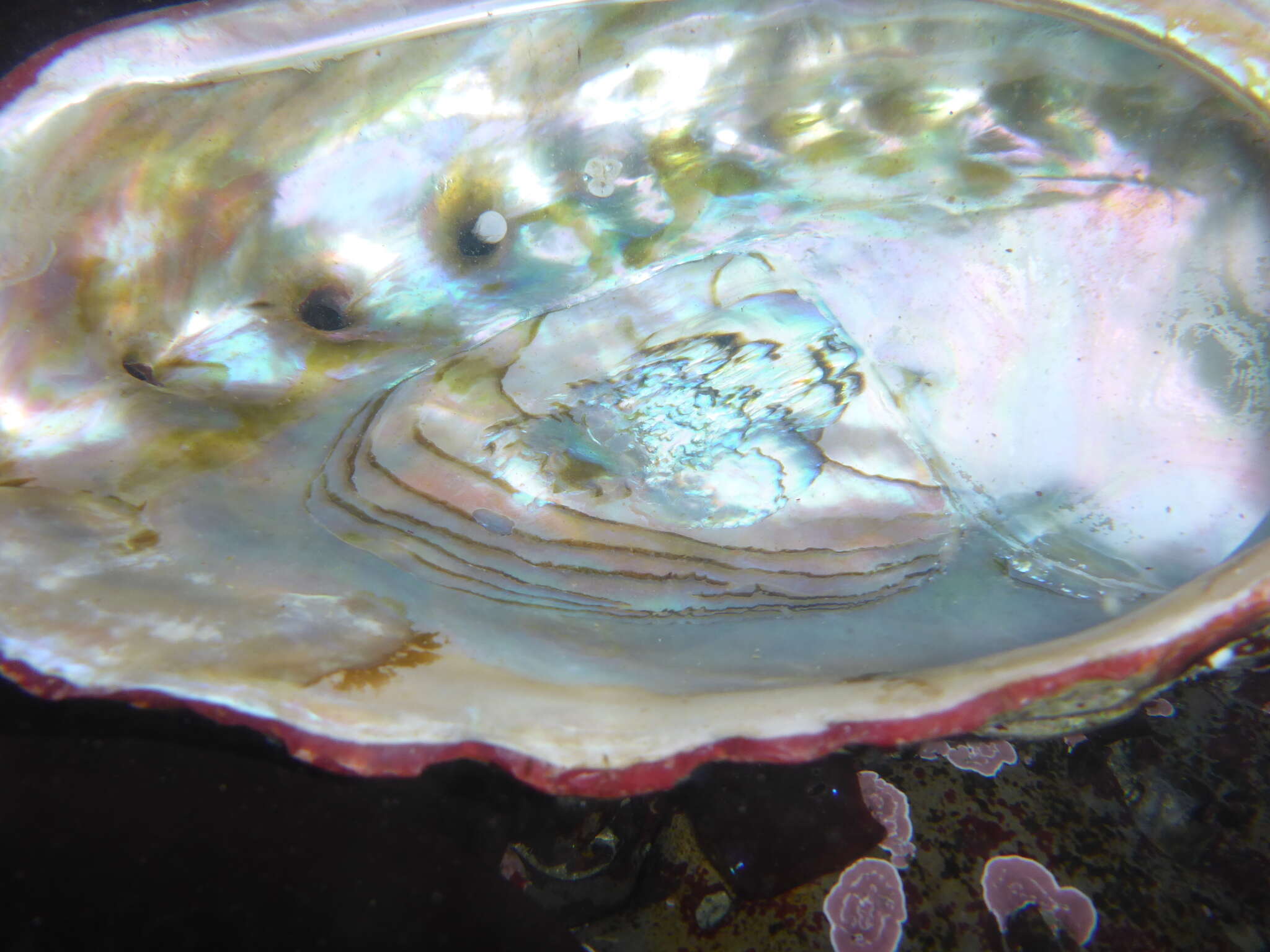 Image of red abalone
